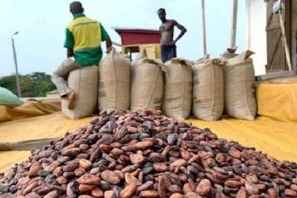 Dried Cocoa beans